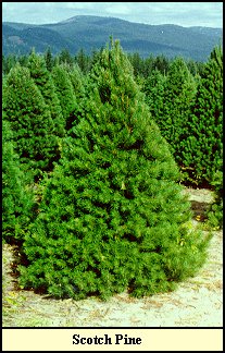 Scotch Pine