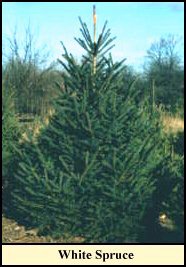 White Spruce